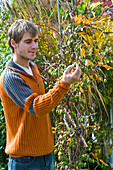 Man checks ripeness of Bavarian kiwi 'Issai'