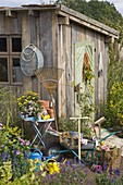 Garden shed, wheelbarrow, watering cans and garden tools in the garden