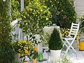 Yellow and white balcony with Abutilon, Petunia (Petunia)