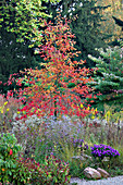 Nyssa sylvatica (Wald-Tupelobaum) im Herbstlaub, im Hermannshof in Weinheim, weiße und blaue Astern