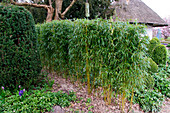 Junge Bambushecke, Sichtschutz, Arboretum Ellerhoop