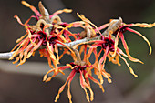 Hamamelis intermedia 'Jelena' (Zaubernuß) mit orangen Blüten