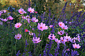 Blüten von Cosmos Sonata 'Pink' (Schmuckkörbchen) und Salvia farinacea