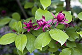 Blüten von Calycanthus floridus (Gewürzstrauch)