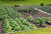 Gemüsebeet im Rasen mit Bohnen, Kartoffeln und Tomaten