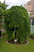 Sophora japonica 'Pendula' (Hänge-Schnurbaum) im Rasenbeet