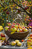 Basket of freshly picked malus (apples)