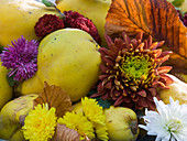 Cydonia (pear quince), autumn leaves and Chrysanthemum