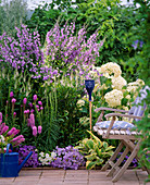 Blue bed: Campanula carpatica and Campanula pyramidalis