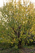 Prunus padus (Sessile cherry) in autumn colours