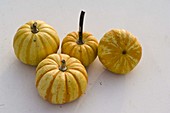 Cucurbita 'Sweet Lightning' (Small edible pumpkin)