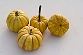 Cucurbita 'Sweet Lightning' (Kleiner Speise-Kürbis)