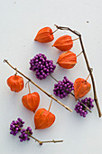 Physalis (Lampionblume) und Callicarpa (Liebesperlenstrauch)