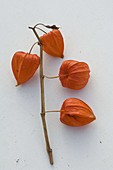 Physalis (Lampion flower)