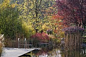 Natural swimming pond with wooden deck