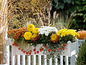 Autumn box with chrysanthemums