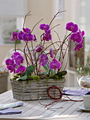 Phalaenopsis (Malay flower) in basket jardiniere