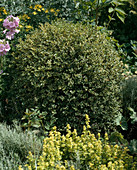 Buxus sempervirens 'Elegantissima' (Weißbunter Buchsbaum)