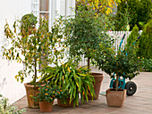 Tub plants that can be overwintered in darkness