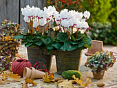 Cyclamen (cyclamen) in a metal double pot