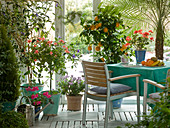 Wintergarten mit Citrus limon (Zitrone), Pelargonium (Geranien)