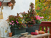 Metal boxes planted with Leucothoe 'Zeblid' (Grape heather), Pernettya