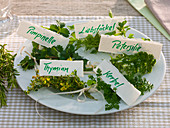 Bouquets of herbs with names on them