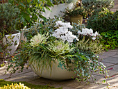 Autumn Bowl with Brassica (Cabbage), Cyclamen (Cyclamen)