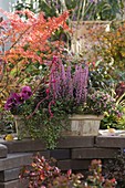 Terracotta box with Erica gracilis 'Beauty Queen Silvia' (potted heather)