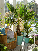Winter garden with Washingtonia (Washington palm tree), Chamaerops