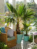 Wintergarten mit Washingtonia (Washington - Palme), Chamaerops