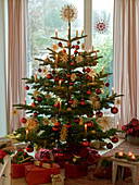 Abies nobilis (Nobilistanne) als Weihnachtsbaum