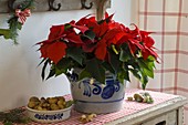 Euphorbia pulcherrima (Poinsettia)