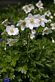 Anemone sylvestris (Wald-Anemone)