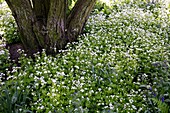 Galium odoratum (Waldmeister) als Bodendecker unter Weißdorn