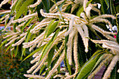 Blüte der Castanea sativa (Esskastanie, Marone)