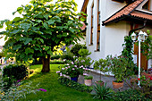 Vorgarten mit Paulownia tomentosa (Blauglockenbaum) im Rasen,