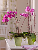 Phalaenopsis (Malayenblumen, Schmetterlingsorchideen)