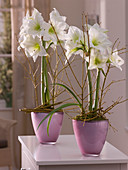 Hippeastrum 'Denver' (Amaryllis) in lila Glasvase