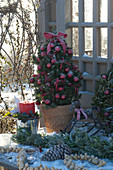 Weihnachtliches Tischarrangement mit Picea glauca 'Conica'