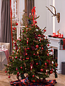 Christmas Scottish: Abies nordmanniana (Nordmann fir)