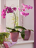 Phalaenopsis (Malayenblume, Schmetterlingsorchidee) an Orchideenstäben