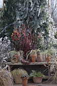 Winterliches Topf-Arrangement auf der Terrasse