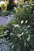 Weißes Beet mit Pennisetum villosum (Lampenputzergras) und Sommerblumen