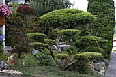 Juniperus media (Wacholder), Acer palmatum (Japanischer Ahorn) Formschnitt als Garten-Bonsai