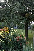 Malus (Apfelbaum) mit unreifen Äpfeln im Sommer, Dahlia (Dahlien), Helenium (Sonnenbraut)