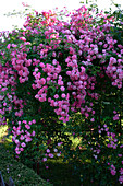 Rosa 'Minnehaha' (Ramblerrose) mit langen weichen Trieben, kaum Duft