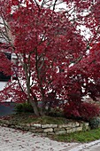 Vorgarten mit Acer palmatum 'Atropurpureum' (Japanischer Fächerahorn),