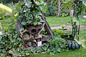 Selbstgebautes Insektenhotel aus Brettern mit Lochsteinen, Stohmatten-Bündeln, Matte aus Heidekraut, Bruchsteine, berankt mit Cucurbita (Kürbis)