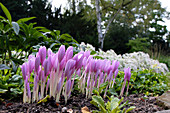 Colchicum (Herbstzeitlose) aus der Froschperspektive